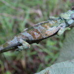 Rwenzori Chameleon