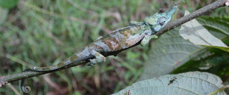 Rwenzori Chameleon