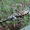 Looking for Chameleons near the Rwenzori Mountains