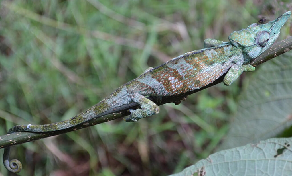 Rwenzori Chameleon