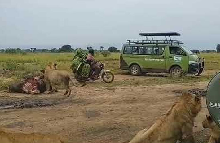 Queen Elizabeth Lions